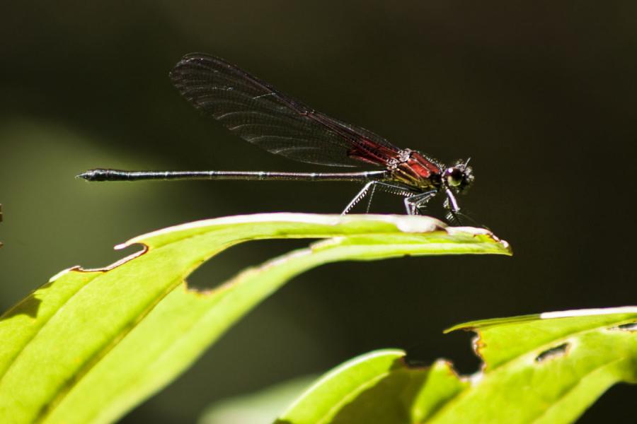 Libelula, Anisoptera