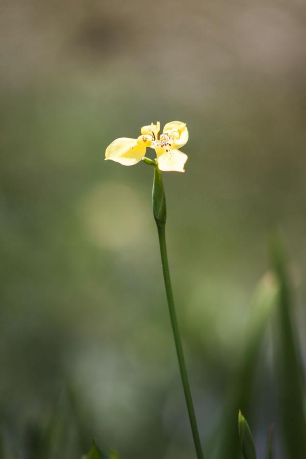 Flor Silvestre