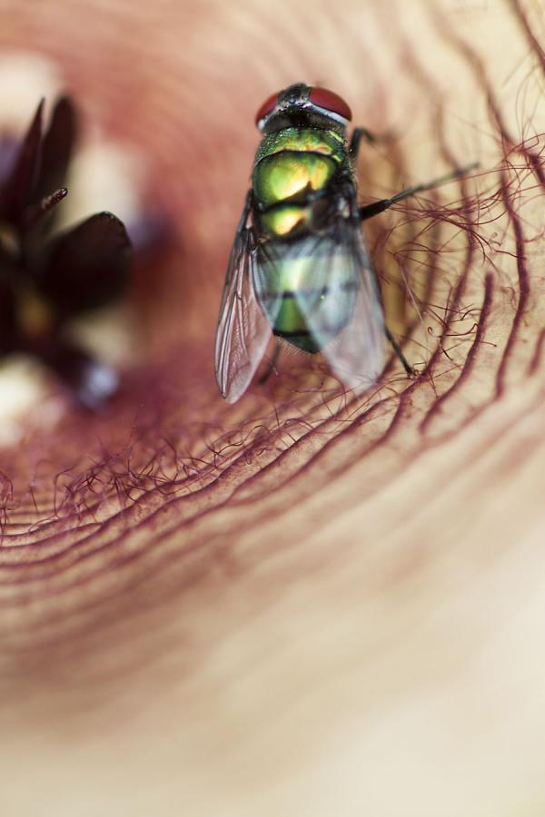 Detalle de una Mosca