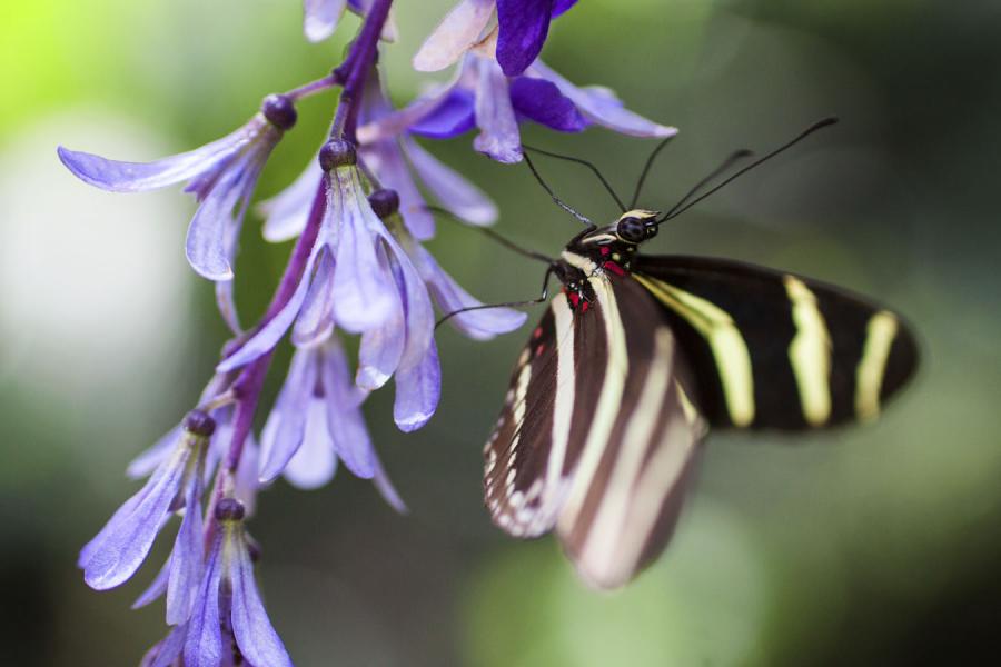 Heliconius charithonia