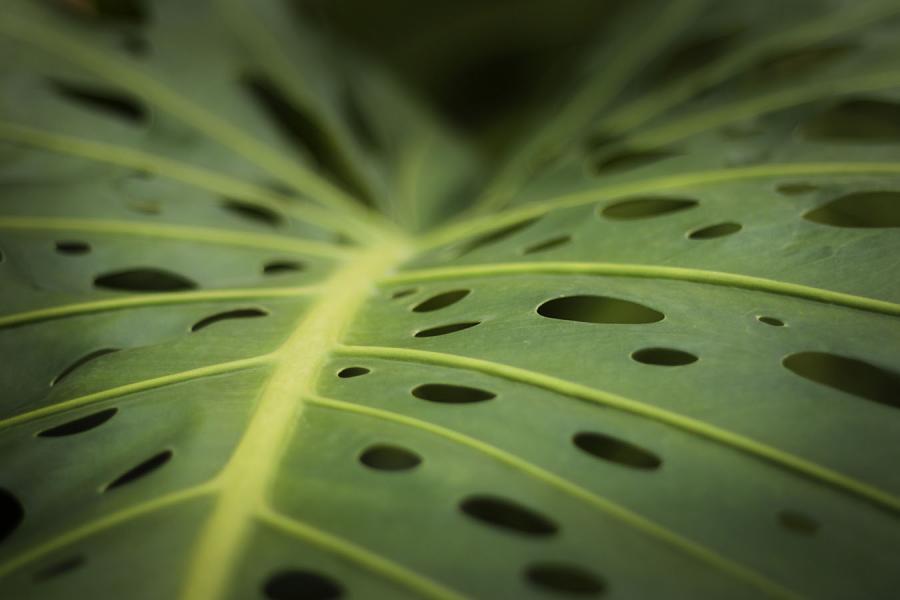 Monstera deliciosa