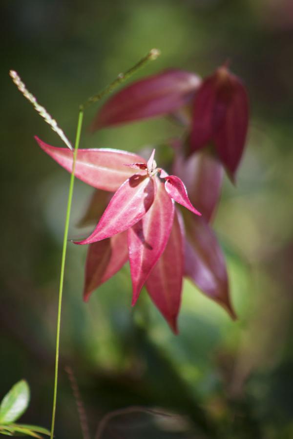 Flor Silvestre