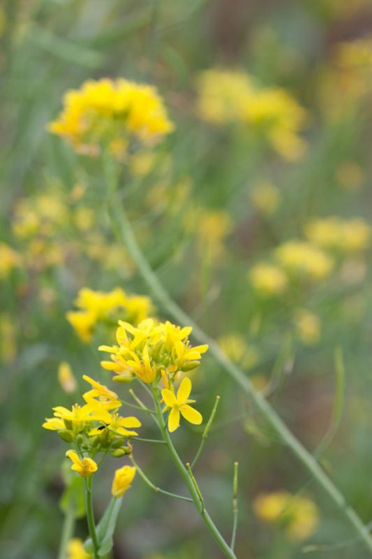 Flores Silvestres