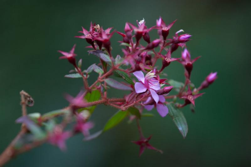 Flores Silvestres