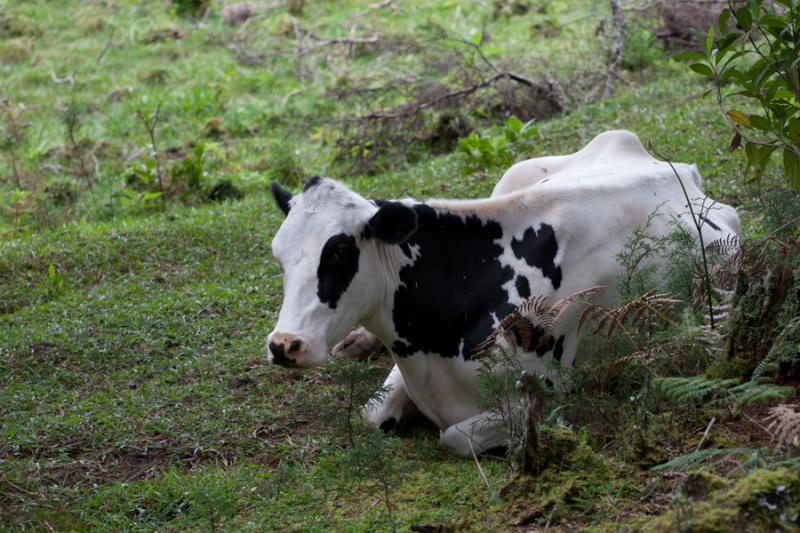 Vaca en el Campo