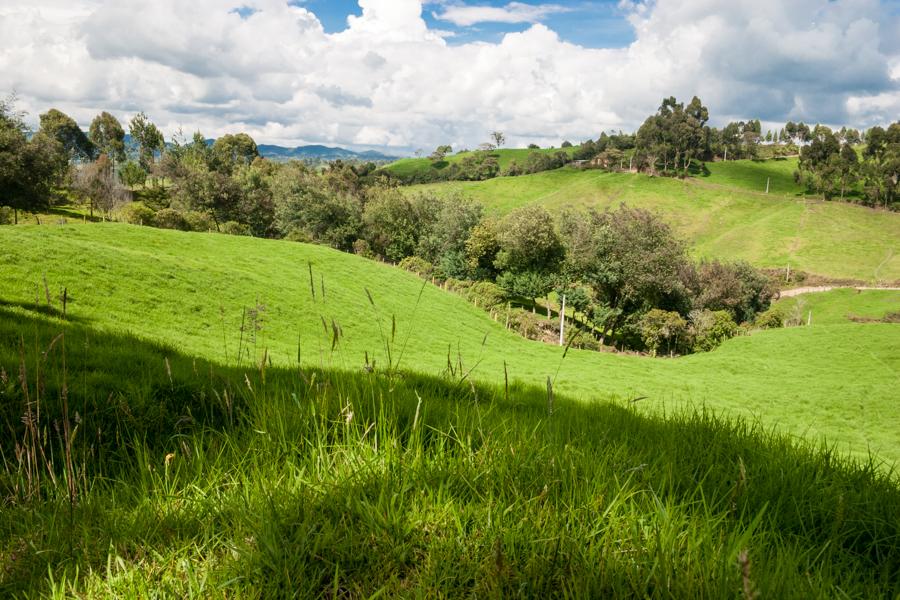 Paisaje Campestre