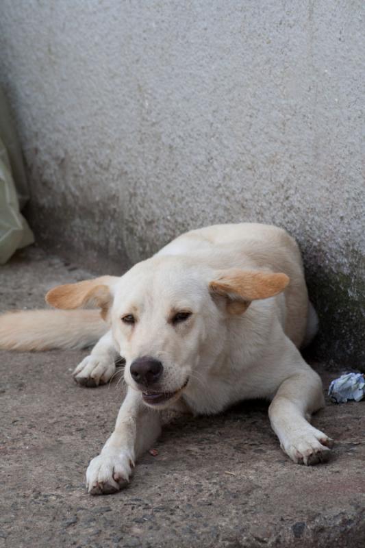 Perro en la Calle