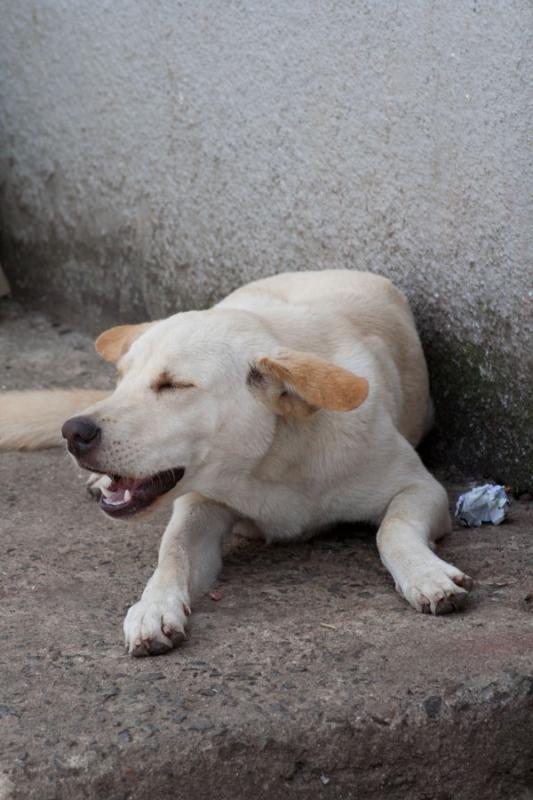 Perro en la Calle