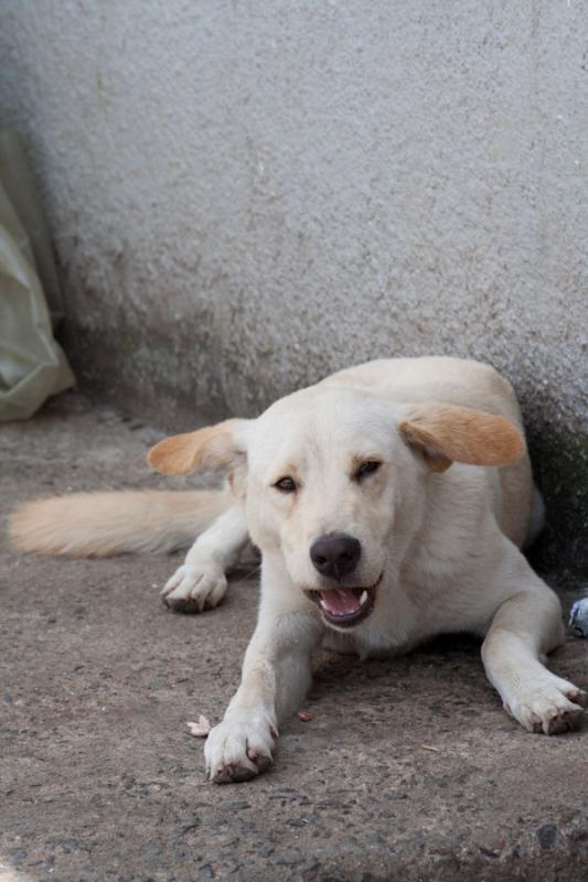 Perro en la Calle