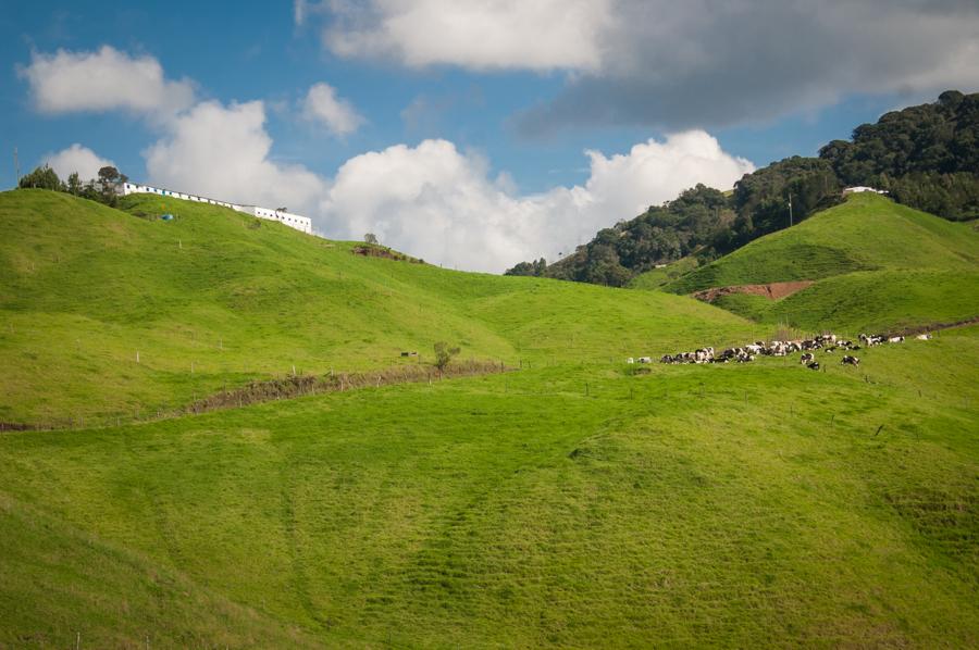 Paisaje Campestre