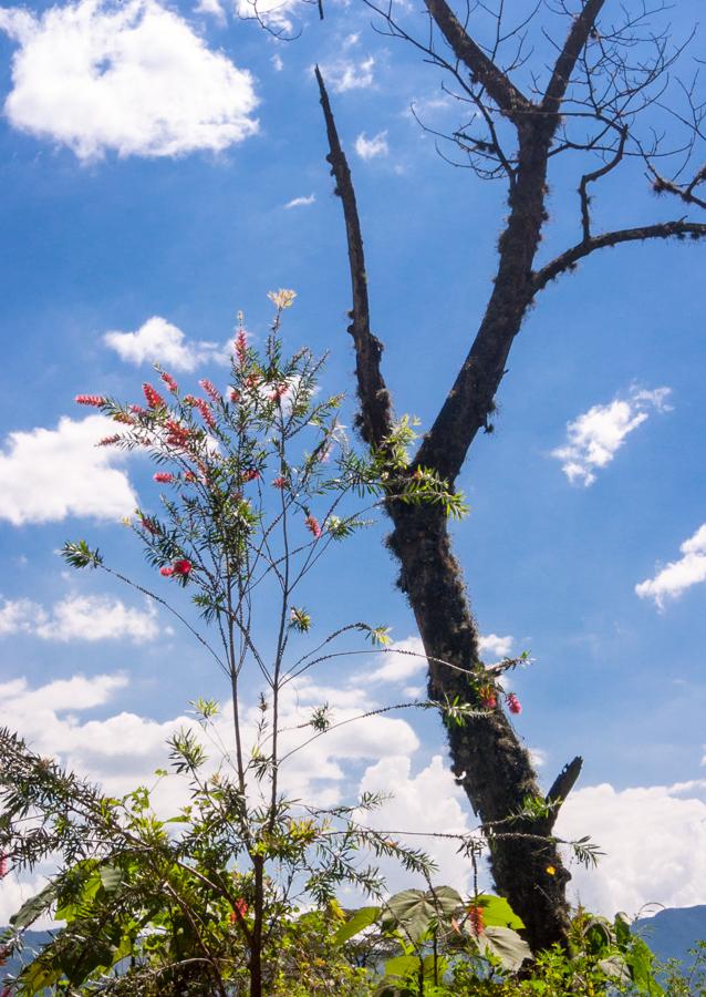 Tronco de un Arbol