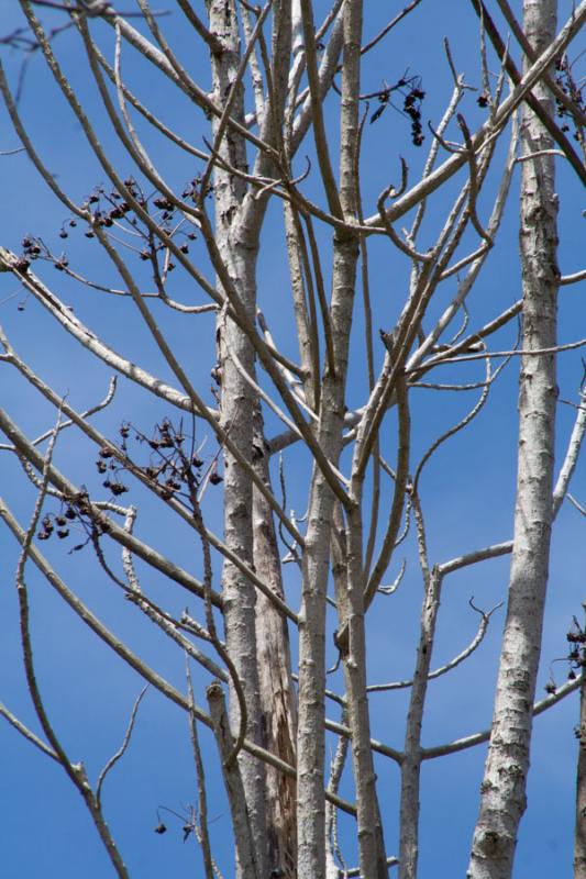 Ramas de un Arbol