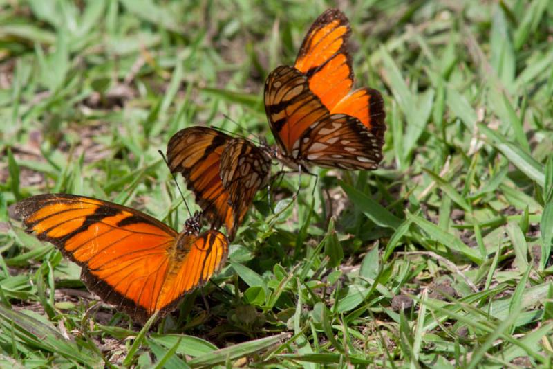 Danaus plexippus