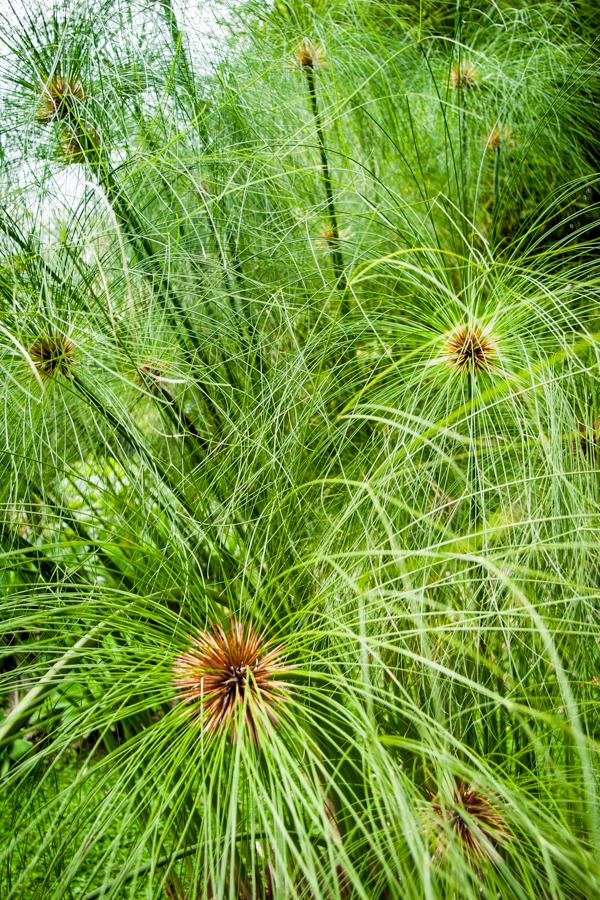 Textura de plantas de papiro