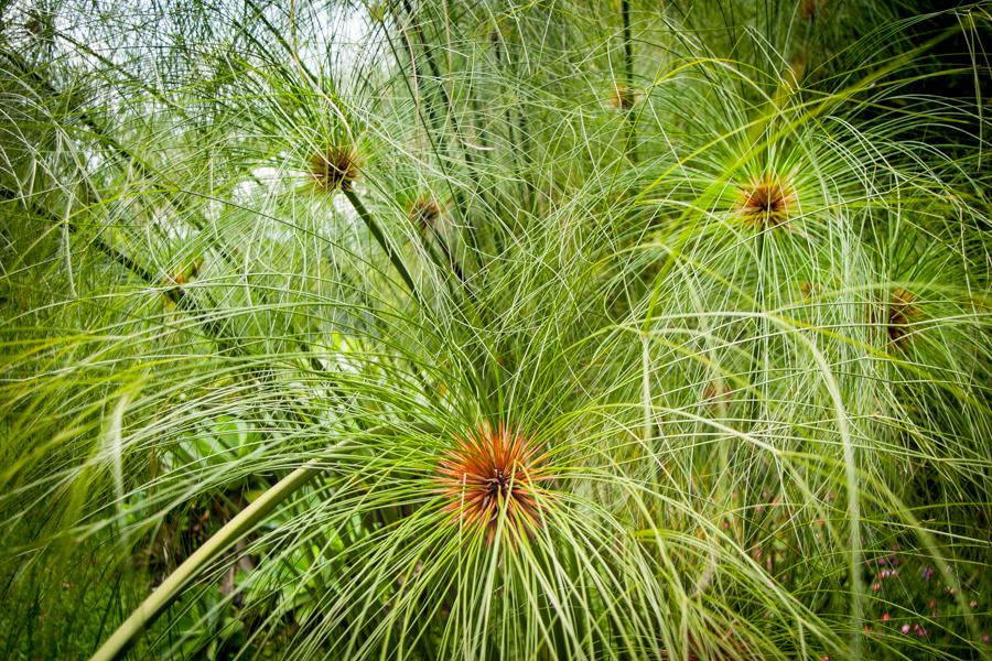 Textura de plantas de papiro