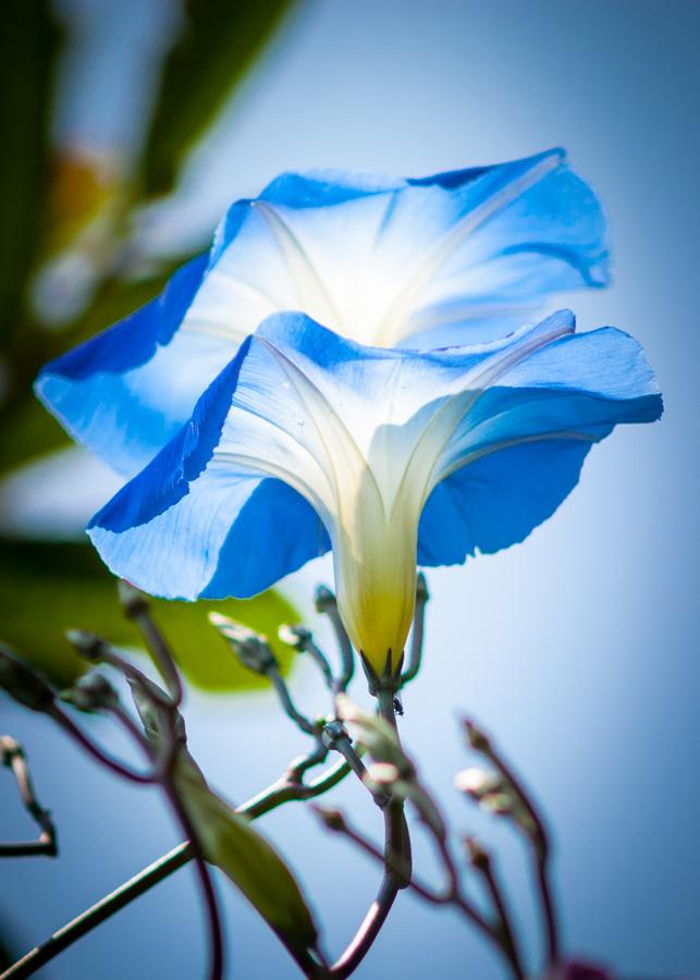 Ipomoea Indica