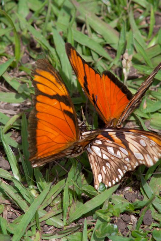 Danaus plexippus