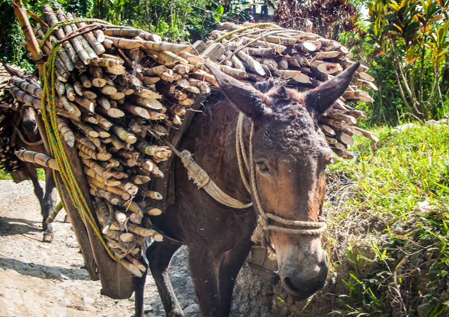 Mula cargada con leña