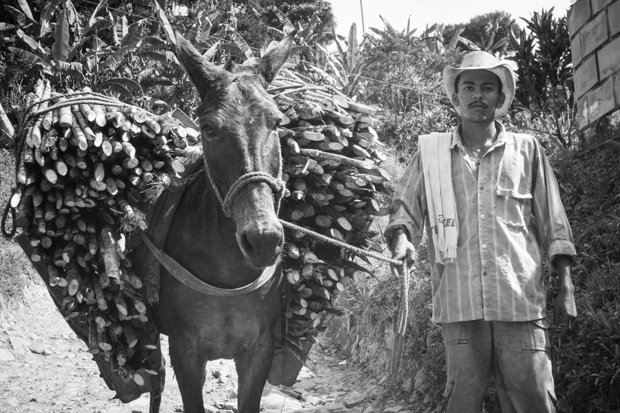 Hombre con Mula cargada con leña