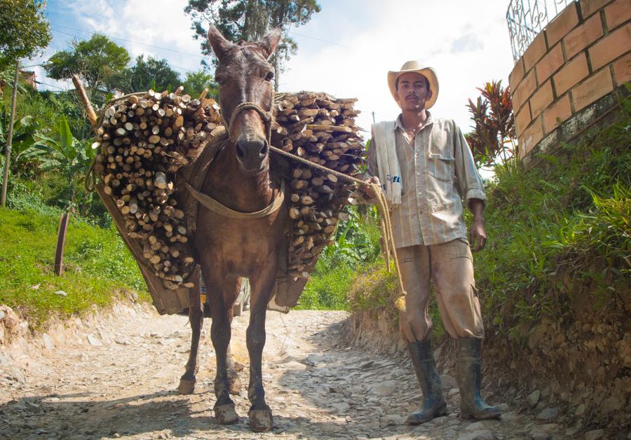 Hombre con Mula cargada con leña