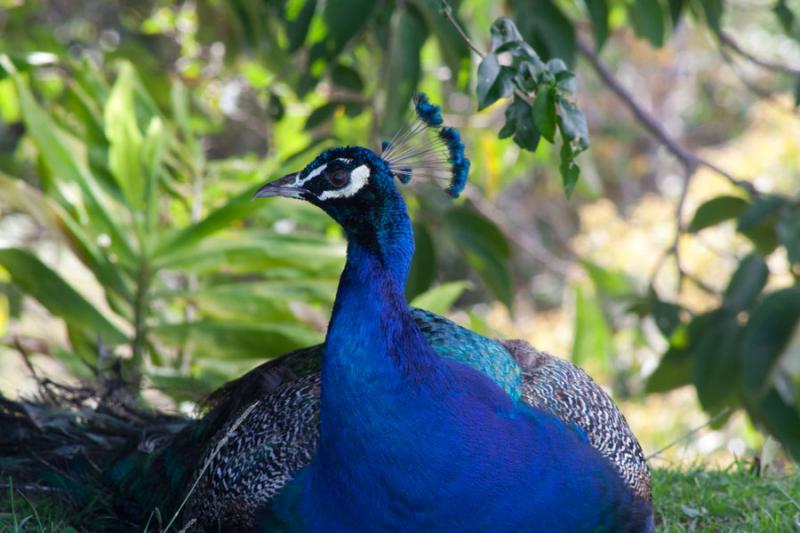 Primer Plano de un Pavo Real