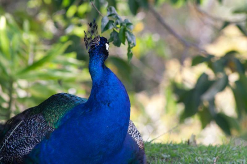 Primer Plano de un Pavo Real