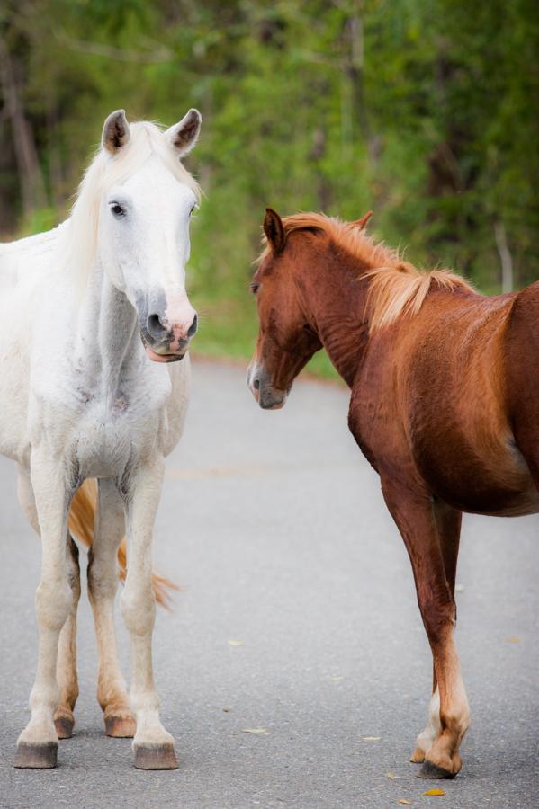 Caballos flacos en medio de una carretera