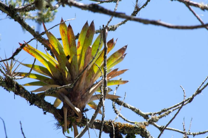 Bromeliacea