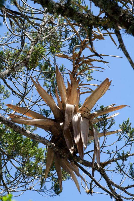 Bromeliacea