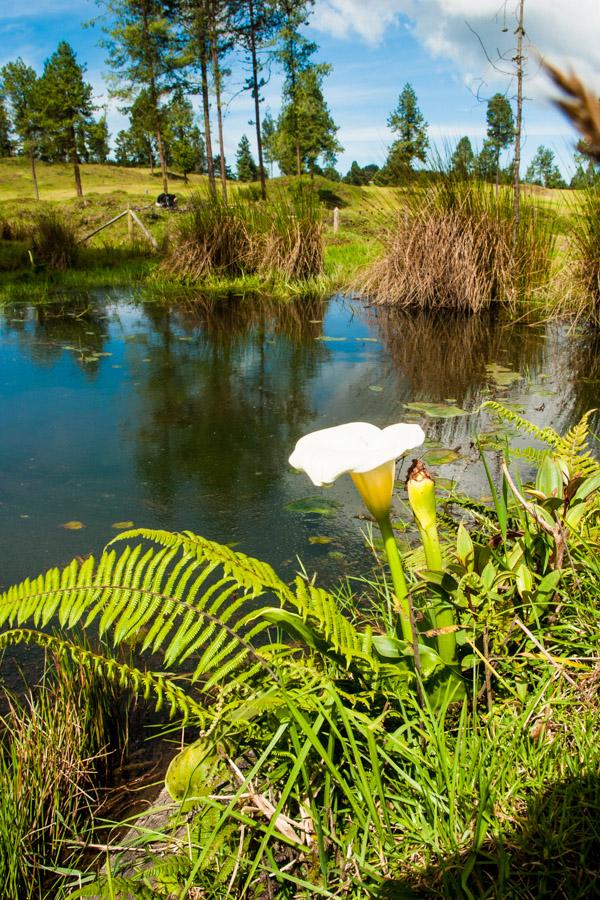 Paisaje con un lago en Santa Elena, Antioquia, Col...