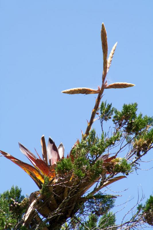 Bromeliacea