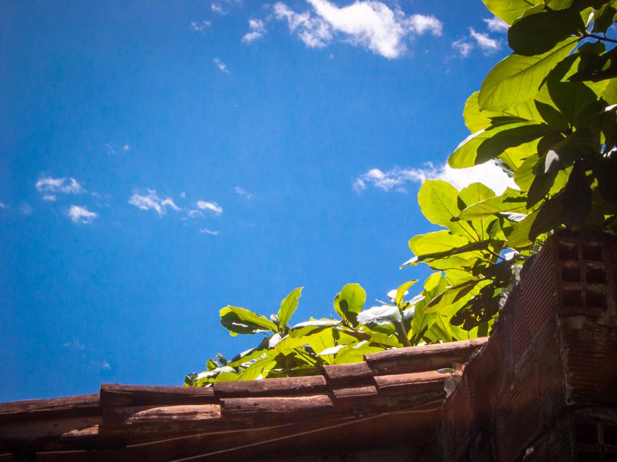 Detalle de un Techo con una Planta