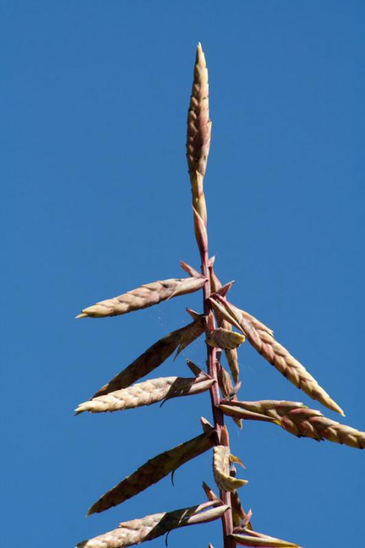 Bromeliacea