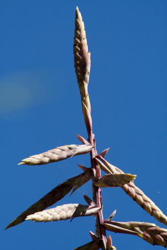 Bromeliacea