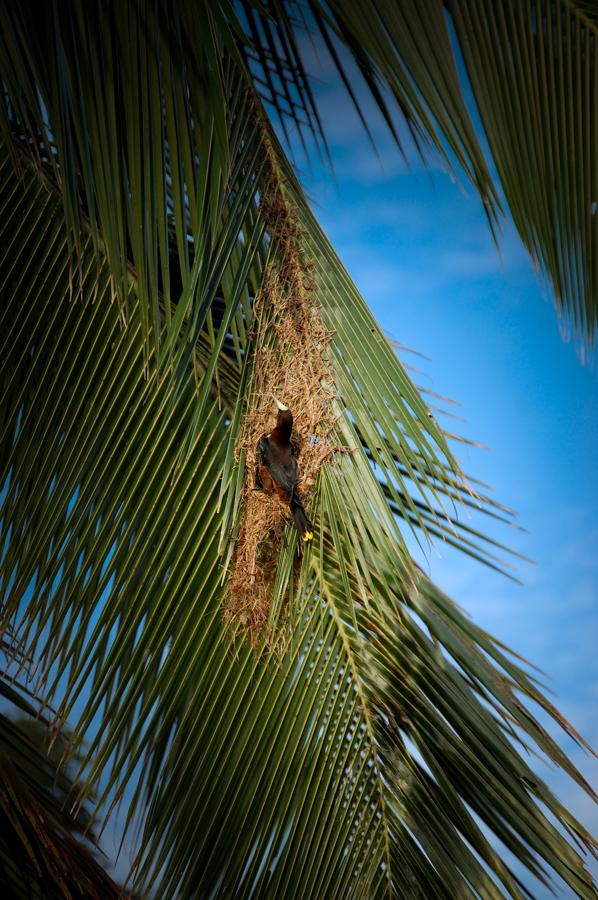 Pajaro Mochilero en su Nido