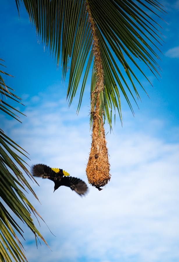 Pajaro Mochilero en su Nido