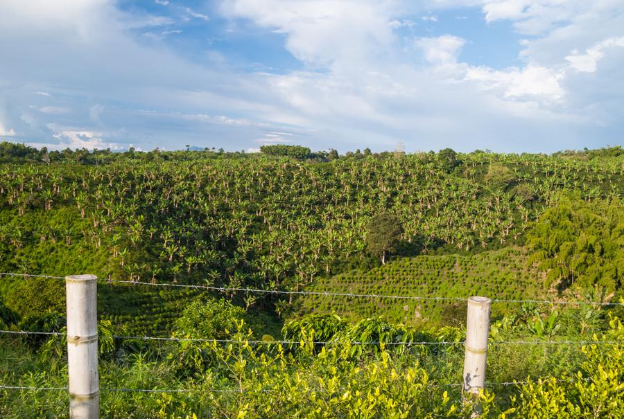 Cultivo de Cafe Quimbaya, QuIndio, Colombia, Colom...