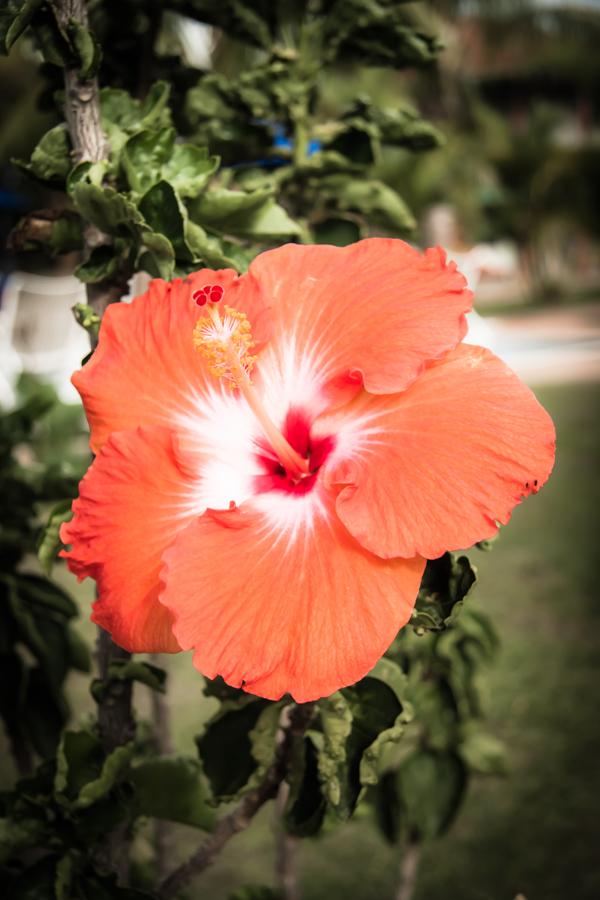 Hibiscus