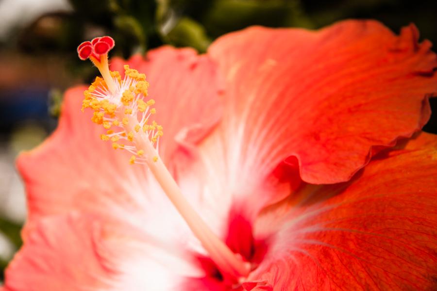 Hibiscus