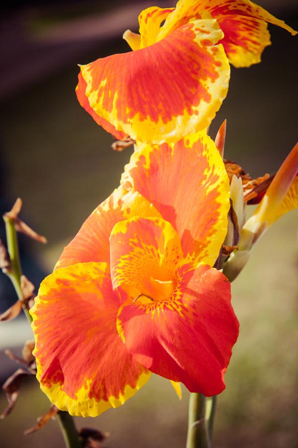 Canna indica