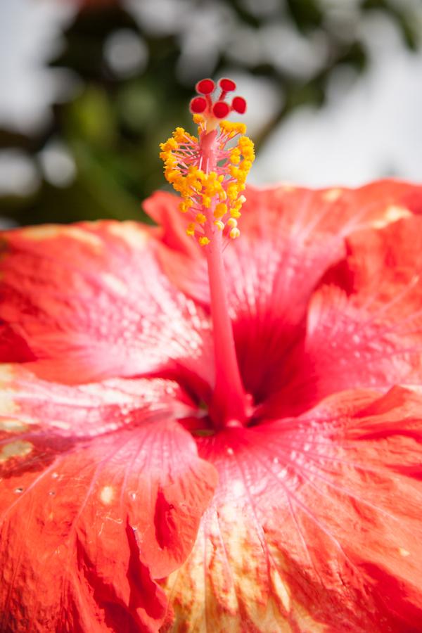 Hibiscus