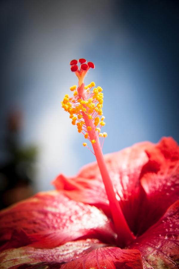 Hibiscus