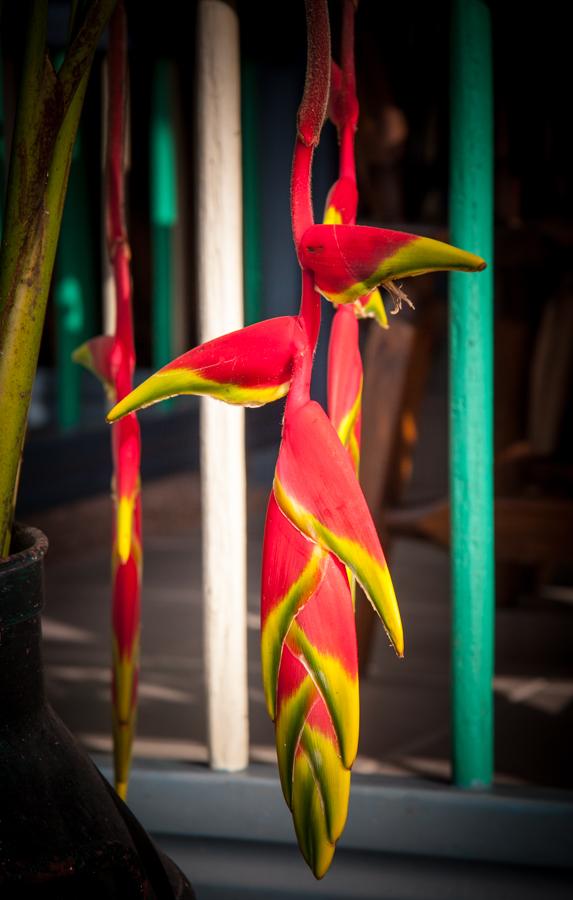 Heliconia