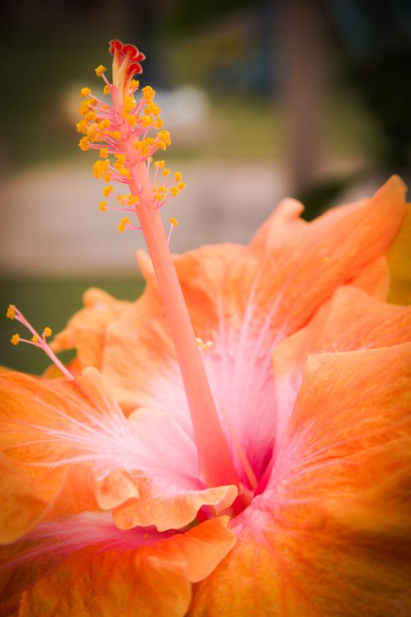 Hibiscus