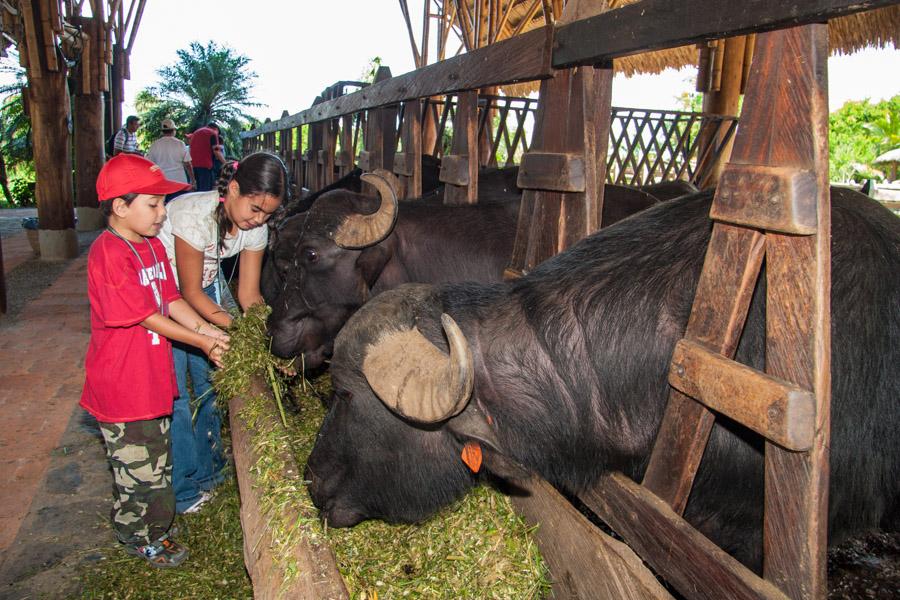 Niño Alimentando Bufalo en Panaca, QuIndio, Quimb...