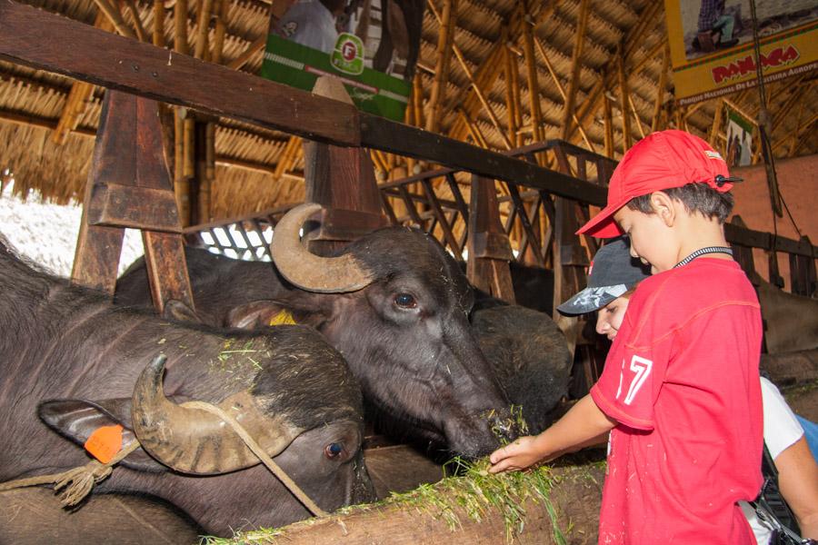 Niño Alimentando Bufalo en Panaca, QuIndio, Quimb...