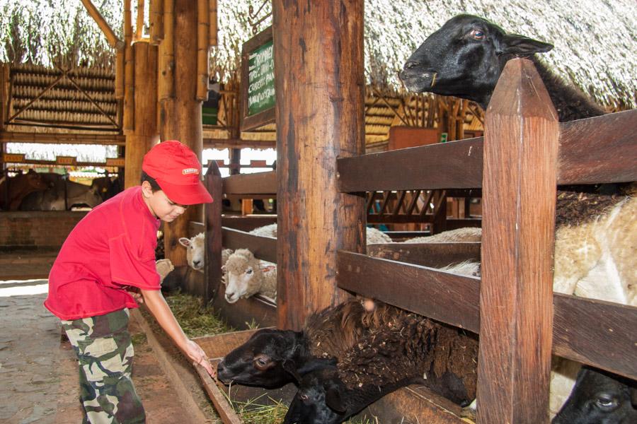 Niño Alimentando Ovejas en Panaca, QuIndio, Quimb...