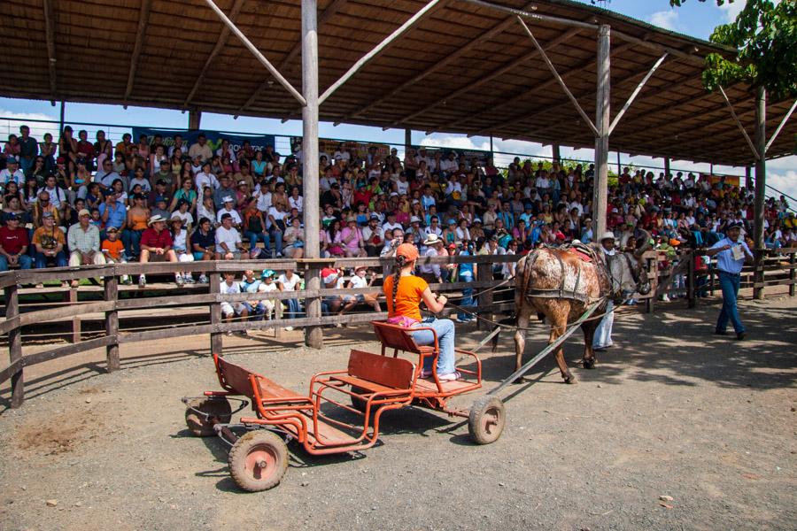 Espectaculo de Caballos y Carreta en Panaca, Quimb...