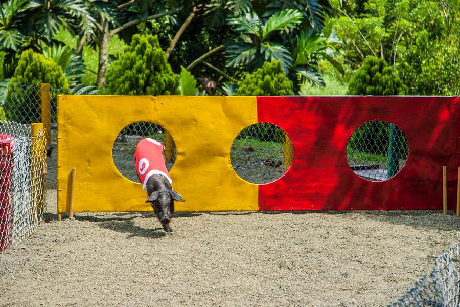 Espectaculo de Competencia de Cerdos en Panaca, Qu...