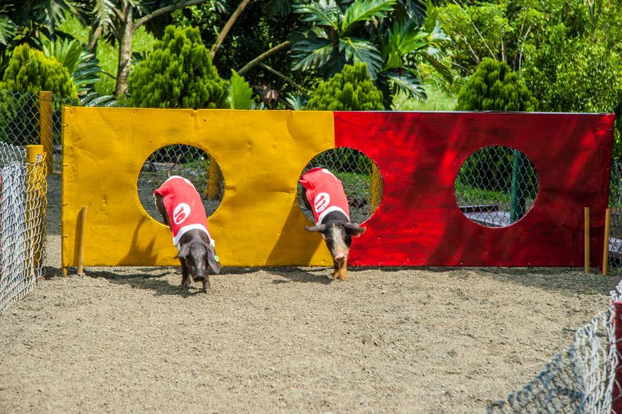 Espectaculo de Competencia de Cerdos en Panaca, Qu...